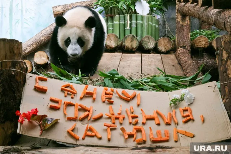 Панде Катюше из Московского зоопарка исполнился год