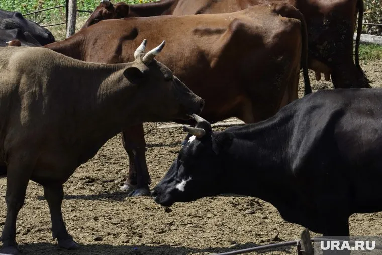 Владелец животных не внес о них данные в единую систему ФГИС «ВетИС»