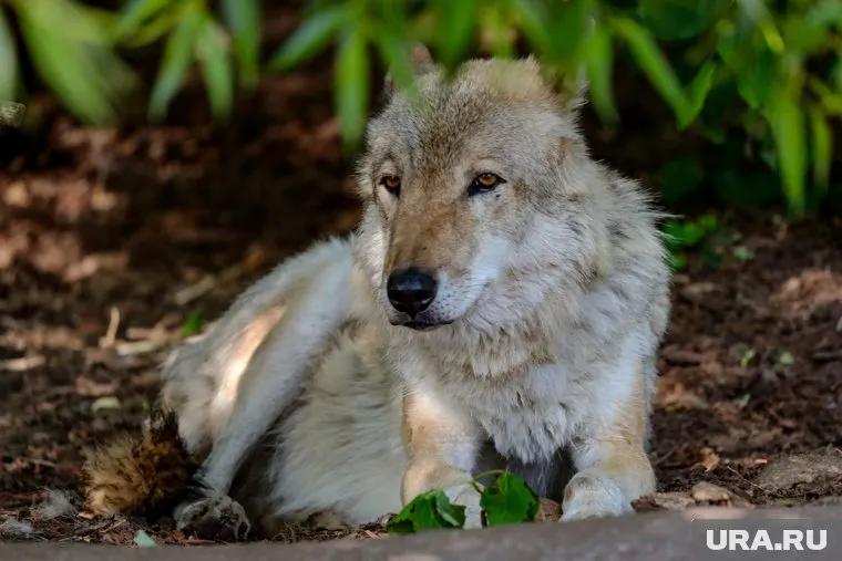 Волку было более 20 лет