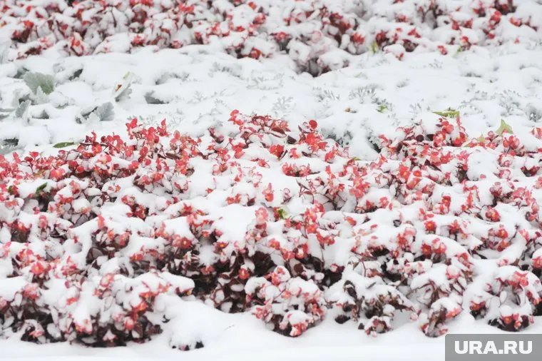 Снегопады с ветром ожидаются к началу ноября