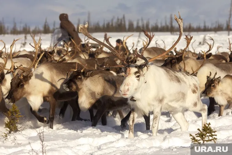 Основной деятельностью ООО «Приполярная» является разведение оленей