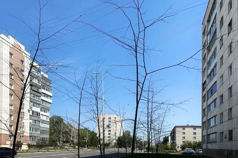 Засохшие деревья. Курган