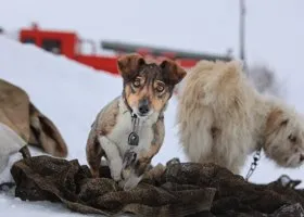 У курганской семьи, которая погибла в пожаре, остались две собаки