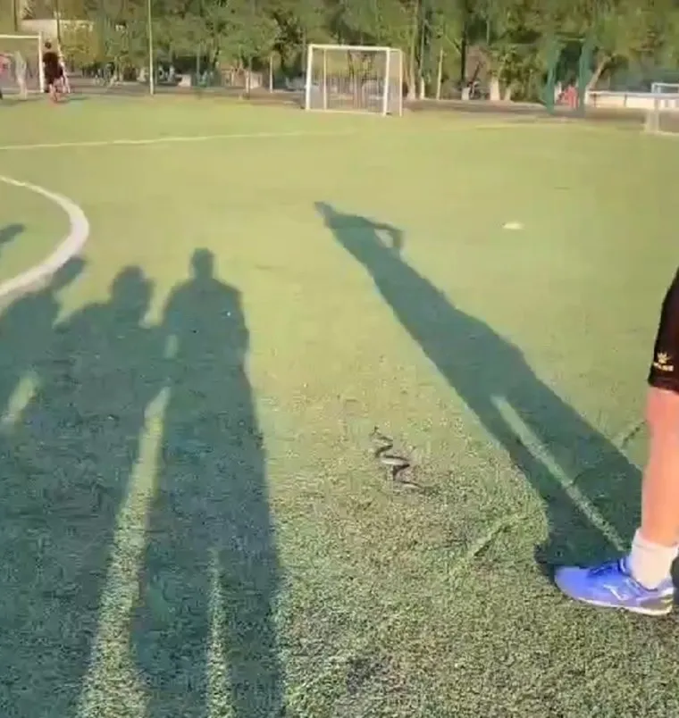 Курганцы заметили змею на спортивной площадке у школы № 7 в Заозерном