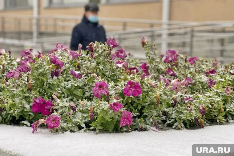 Особенно заморозки волнуют садоводов