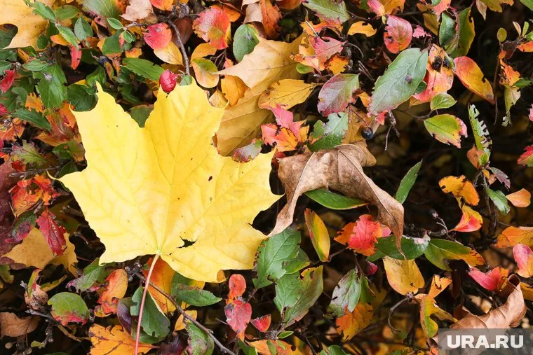 Поднять настроение может простая прогулка