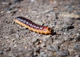 Гусеницы на яблоне: как защитить деревья от плодожорки, листоверток и шелкопряда