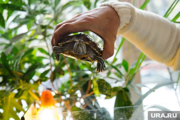 Черепаха живет в пруду уже около недели