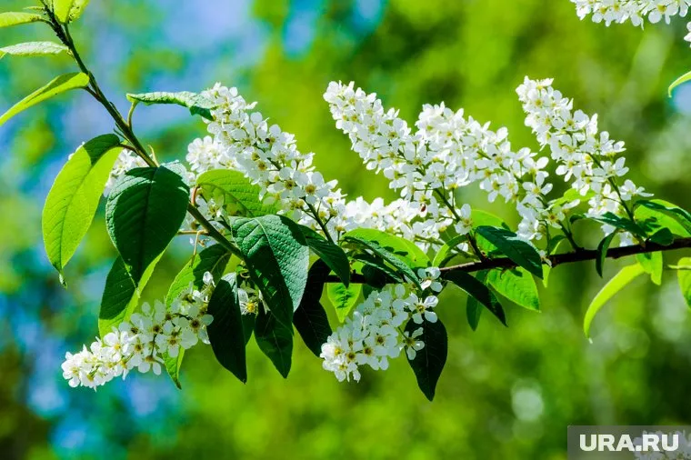 От аллергии летом спасут барьерные методы защиты