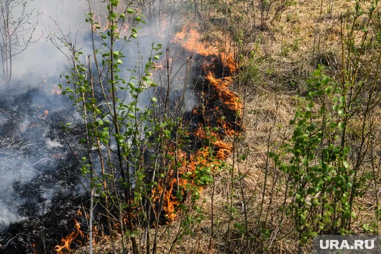 Майская жара спровоцировала лесные пожары