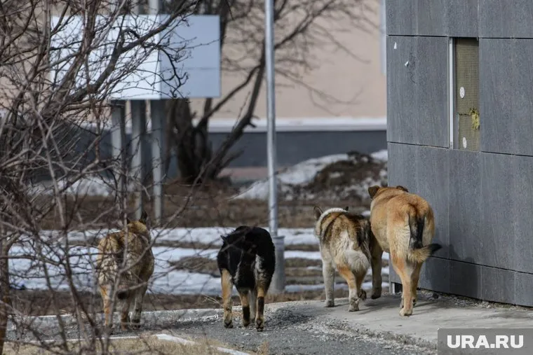 Стая животных напала на детей на улице Клименко 