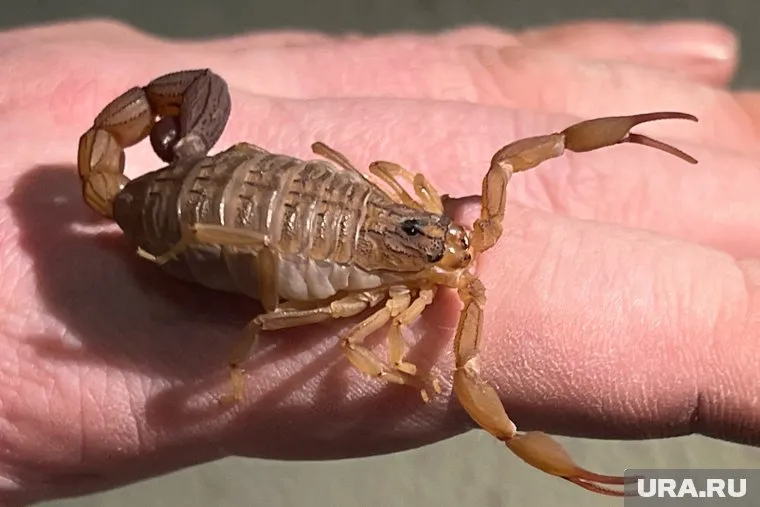 Житель Кургана нашел хобби в выращивании ядовитых хищников