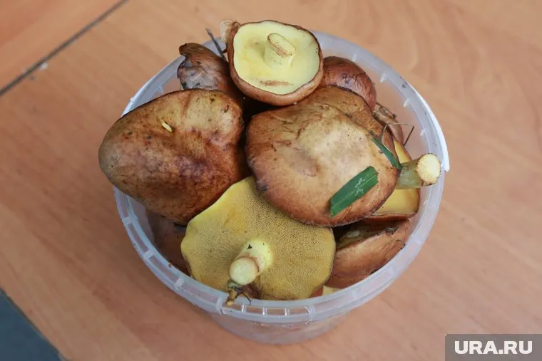 Ведро грибов на Таганае собирают за час