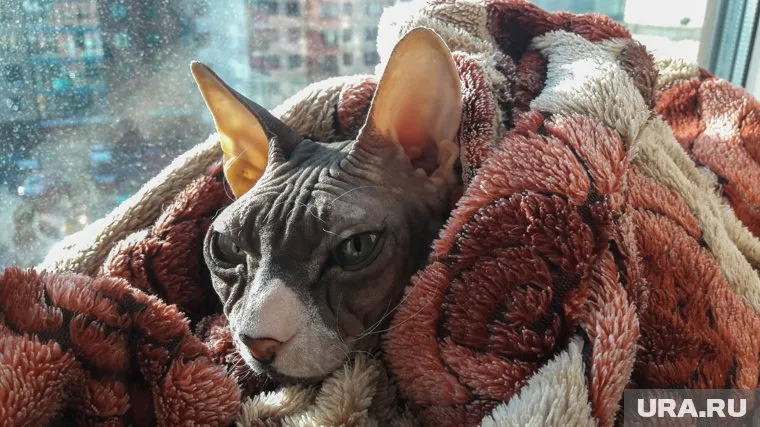 Котики перестанут мерзнуть