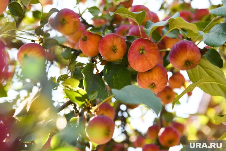 Главным мероприятием станет фестиваль в Коркино Яблочный Спас