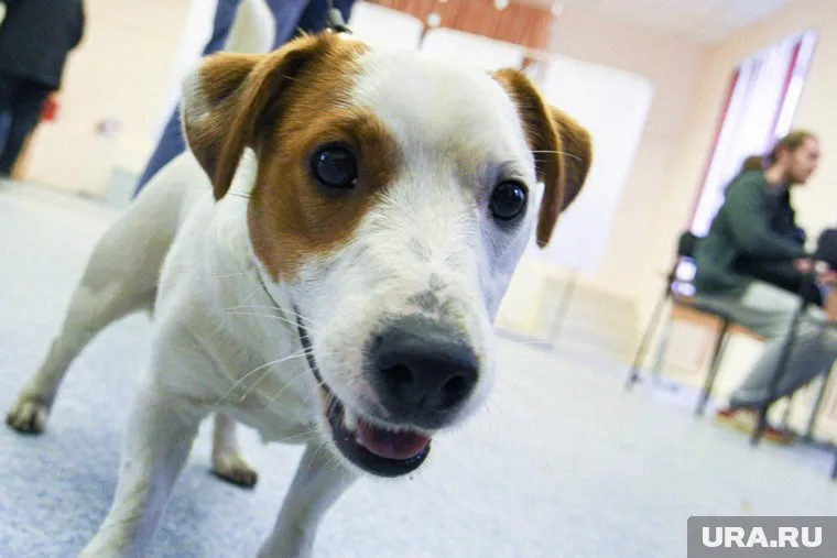 Закон о запрете изъятия животных был принят в третьем чтении