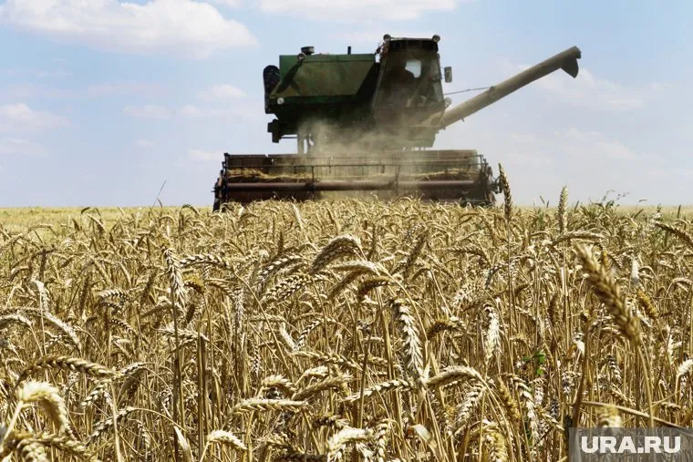 Курганским трактористам, отказавшимся от уборки урожая, отказывают в увольнении