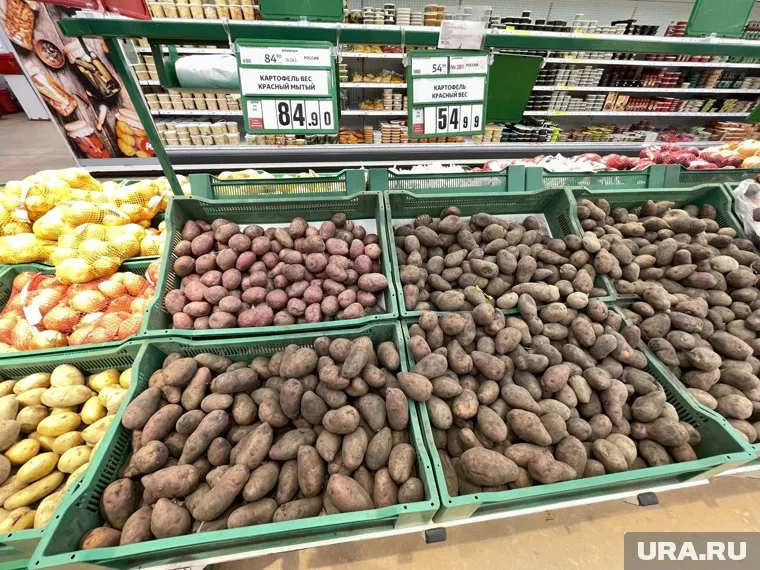 Картошки в регионе собрали больше, чем необходимо для собственных потребностей