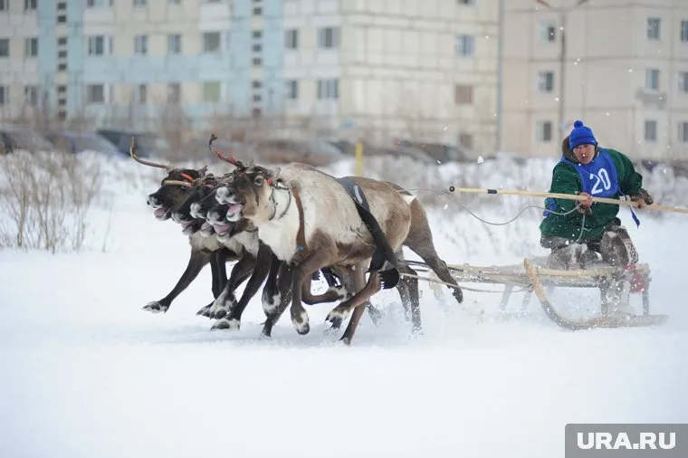 Гонки на оленьих упряжках - необычайно зрелищные соревнования
