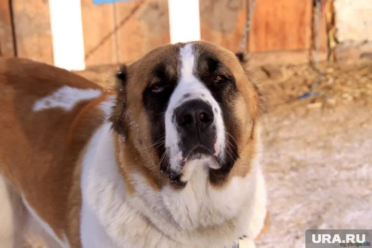 Алабаи с пилорамы часто проявляют агрессию