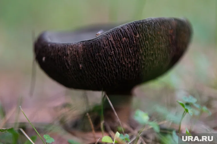 Штраф для физического лица может составлять от 500 до 1000 рублей, заявила Степанова