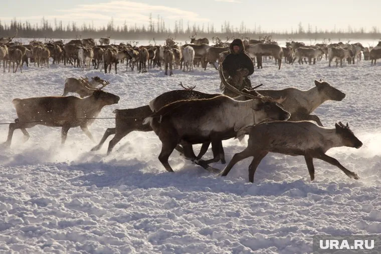 В апреле коренные жители ЯНАО получат пять тысяч рублей