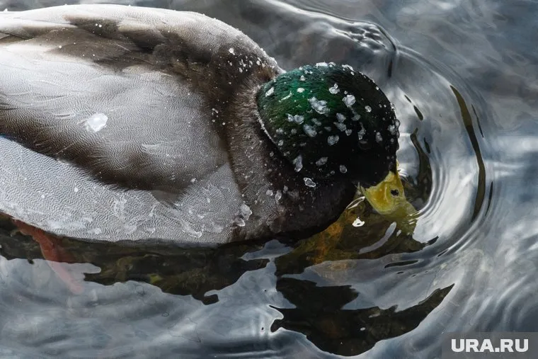 Селезень по кличке Байден оказался уткой