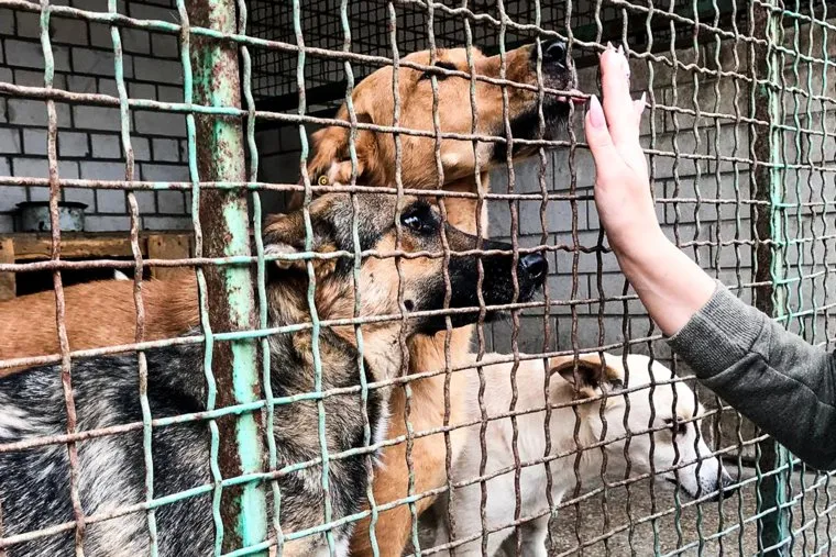 Собачий приют. Донецк