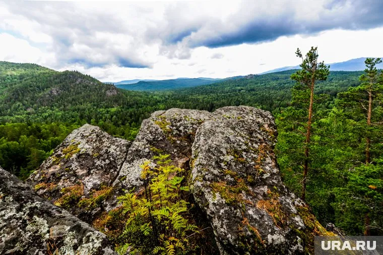 Приватизация позволит заниматься интенсивным выращиванием леса, считает Лашкевич
