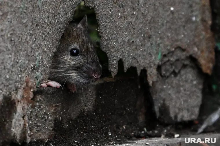 Боец, получивший тяжелые ранения в зоне СВО, отказался проходить лечения в условиях антисанитарии госпиталя