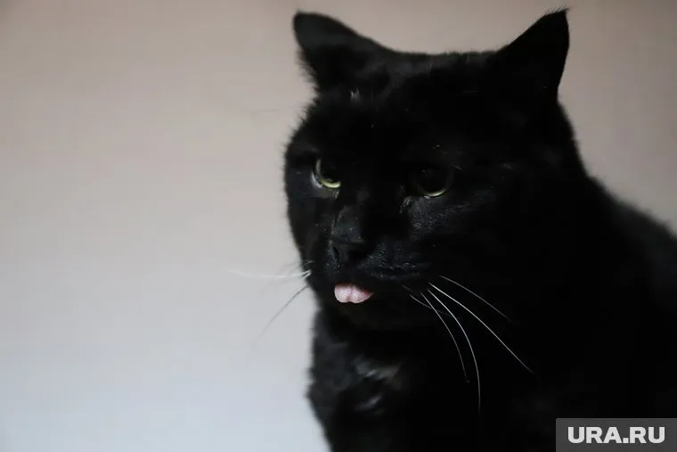 Кот по кличке «Кузя» следит за ямальскими выборами