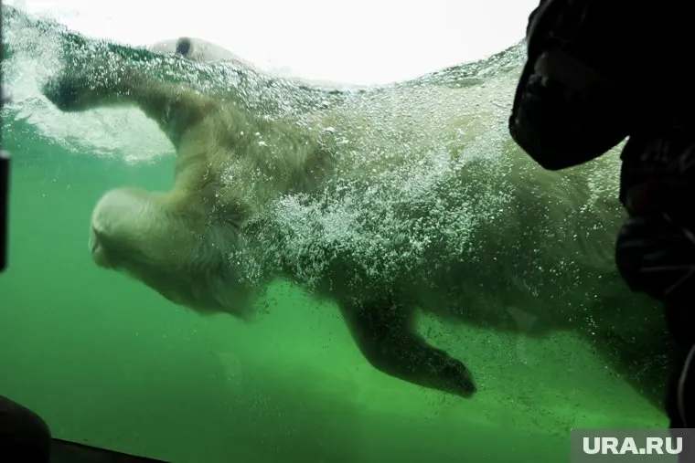 Терпей справляется с жарой в бассейне Московского зоопарка