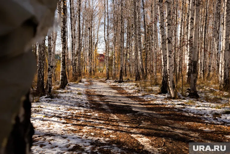 Чага растет на стволах деревьев и может созревать до 30 лет