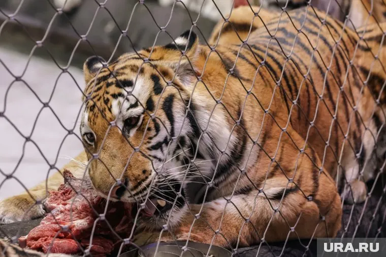 Зрители также защищены от хищников клеткой 