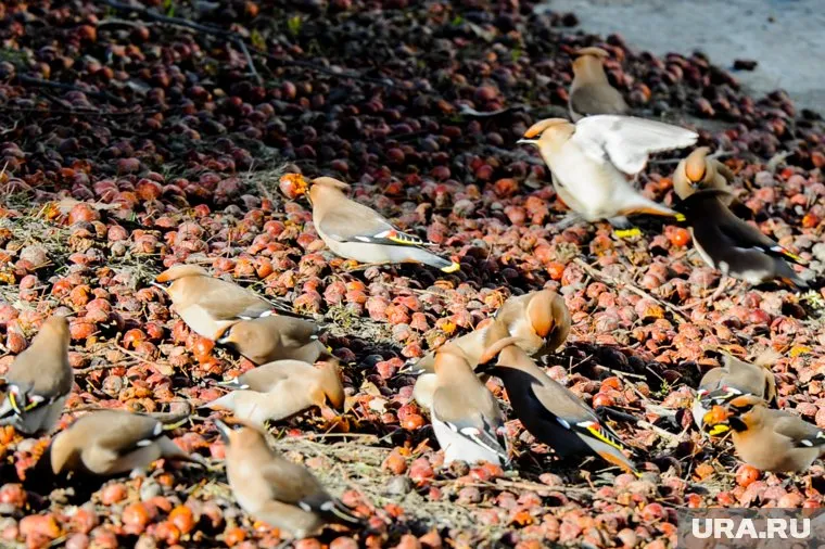 Хмельное состояние у птиц наступает от съеденных ранеток и рябины