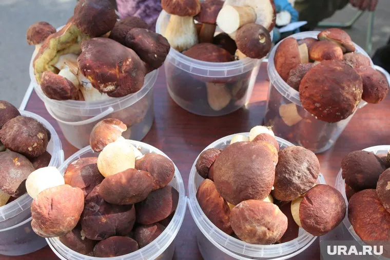 Белые грибы и подберезовики можно найти до первых морозов