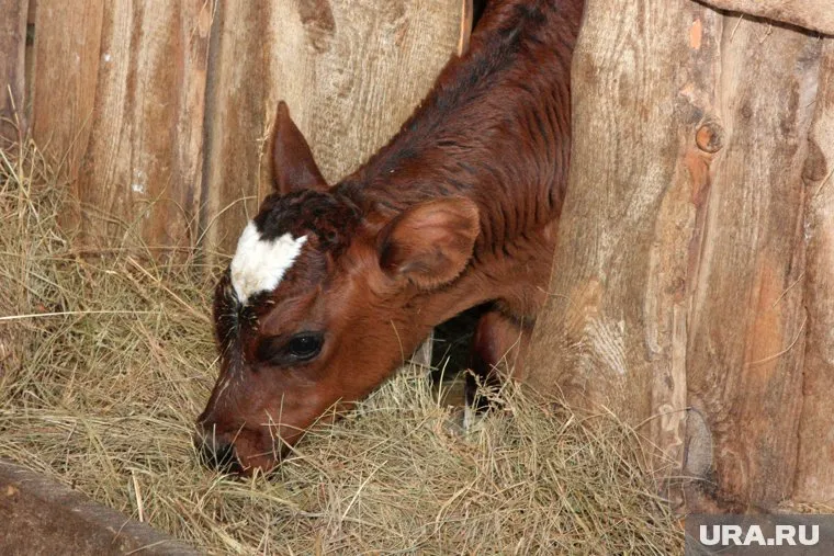 В селе Усть-Суерское Курганской области завели коров швейцарской породы и хотят возродить сельское хозяйство
