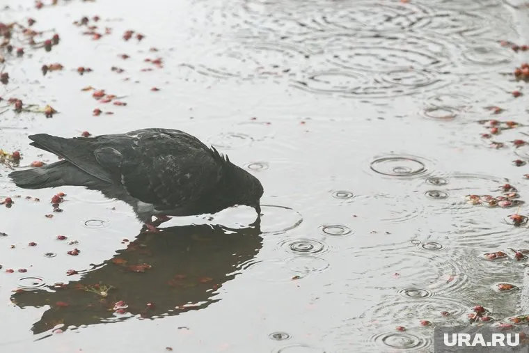 Голубя пинали и закидывали в мусорку