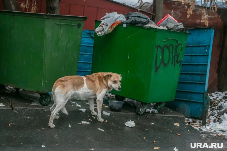 В Зарайске неизвестные отравили 10 бездомных собак и двух домашних котов (архивное фото)