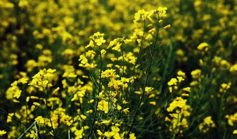 Горчица - полезный сидерат, так как улучшает структуру и плодородие почвы, обогащает ее органикой и минералами