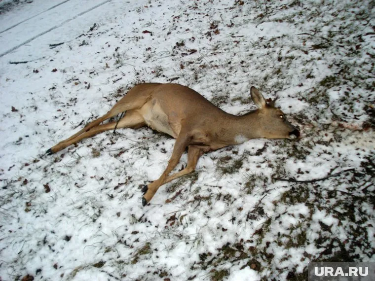 Браконьер убил человека из-за двух косуль