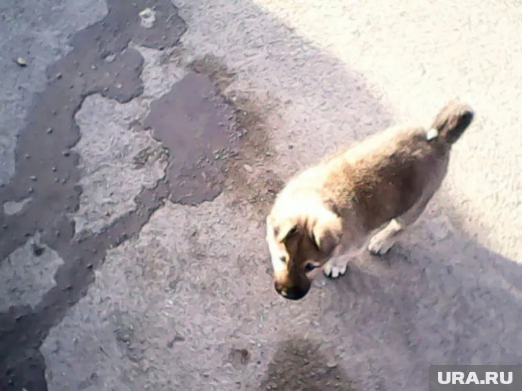 Пес бился в конвульсиях от дротика с ядом