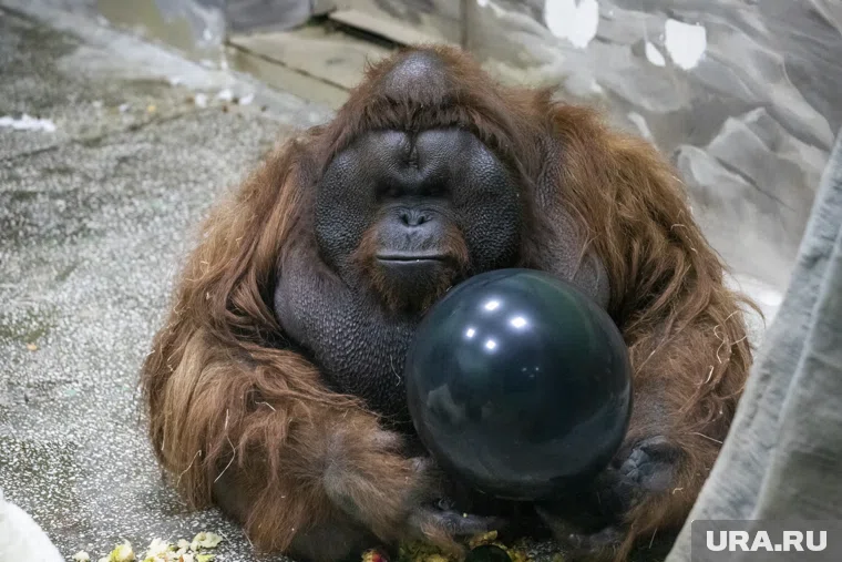 Посмотреть на орангутана можно в новом зоопарке в Перми (архивное фото)