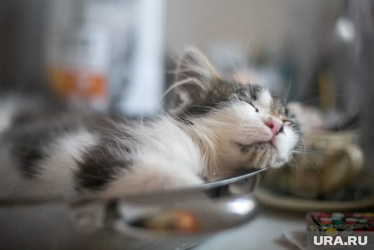 В Перми пройдет Зимний Котофест