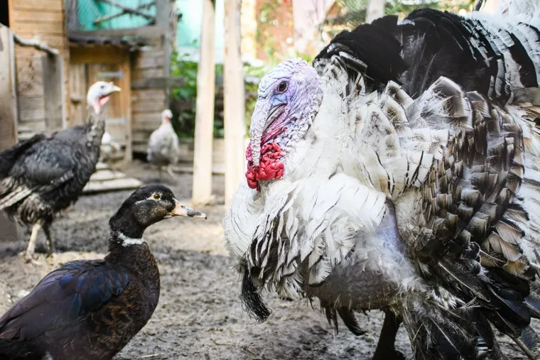 База отдыха "Остров сокровищ". Березовский