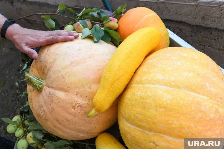 Больше всего тыкву любят в Москве