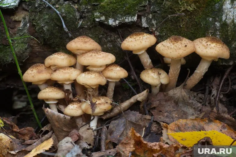 Опята обычно растут в сырых прохладных местах