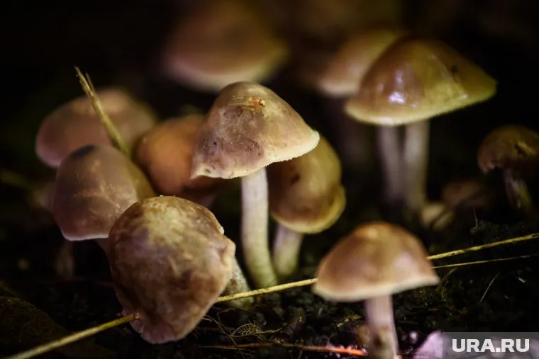 Лес усыпан опятами (архивное фото)