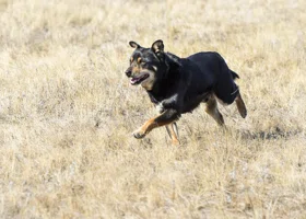 В Нижневартовске бездомная собака напала на школьника