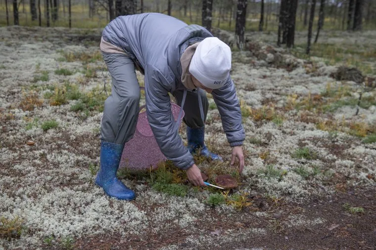Грибная пора. Чердыньский район